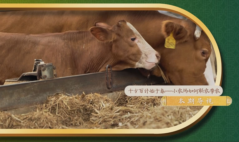 鄉(xiāng)土中國(guó)-墾地融合在行動(dòng)第二季-3：《小農(nóng)場(chǎng)如何聯(lián)農(nóng)帶農(nóng)》